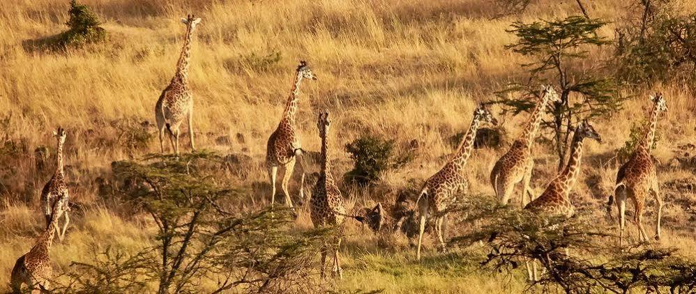 Mahali Mzuri Maasai Mara Exterior foto